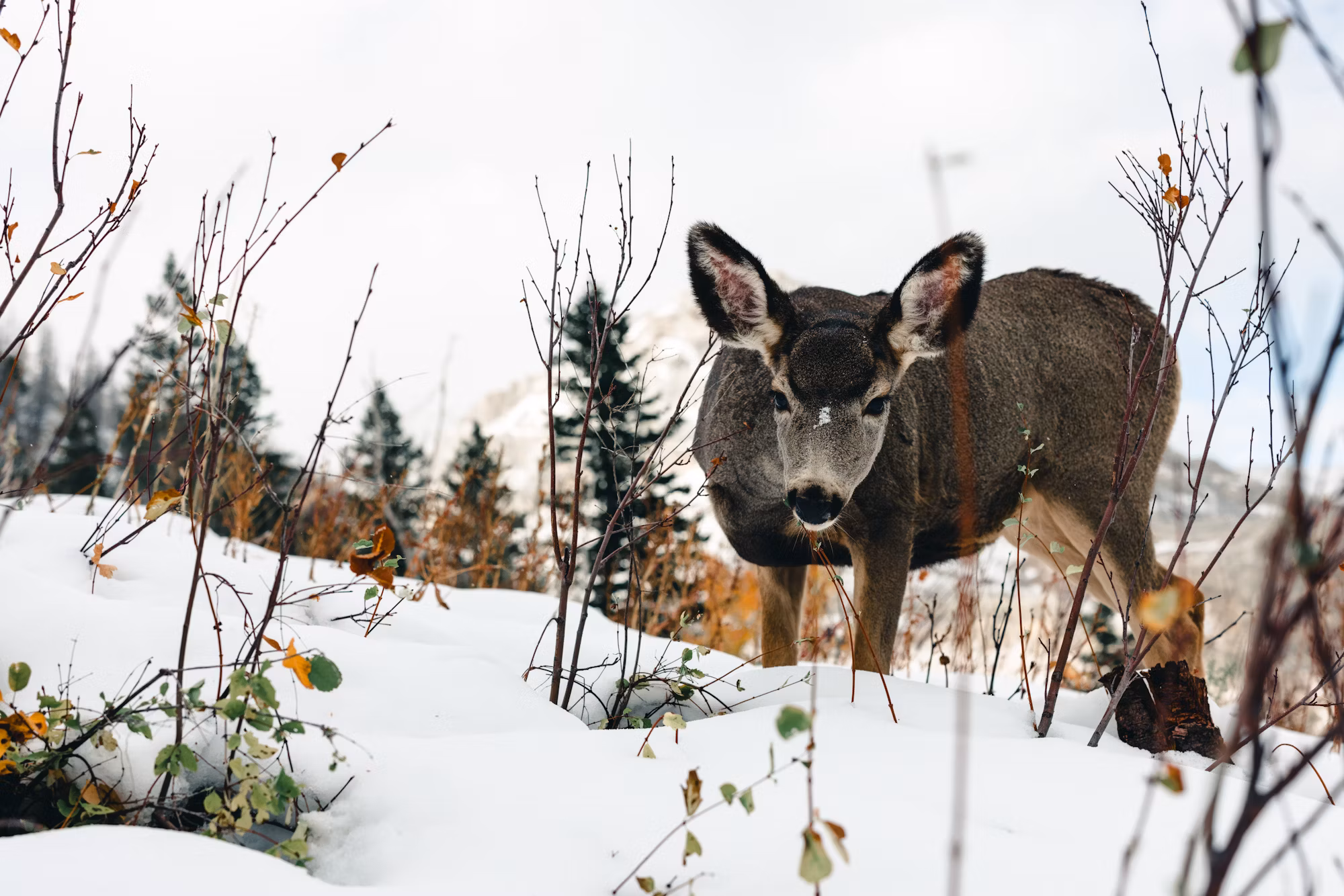 Finding Serenity in Nature: The Benefits of Forest Bathing
